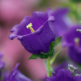 Champion Pro Deep Blue, (F1) Campanula Seeds